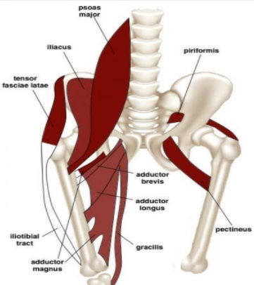 Adductor Muscles and The Pelvic Floor